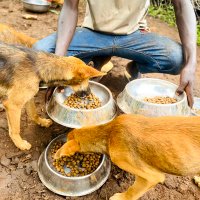 Mark dogs care shelter (@lovedogsrescuce) 's Twitter Profile