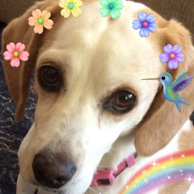 Katie was a rescue who had been abused. We loved her dearly and miss her so much 💔 she went to Rainbow Bridge November 30, 2023. 💔🐶😢😢😢😢😢😢😢😢😢😢😢😢