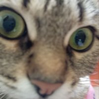 PolinaTazik 🇺🇦 (@lim4ik2021) 's Twitter Profile