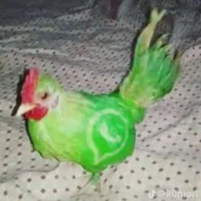 thomscoded's profile picture. gosto de rezar a missa pro padre e bater palma p doido dançar