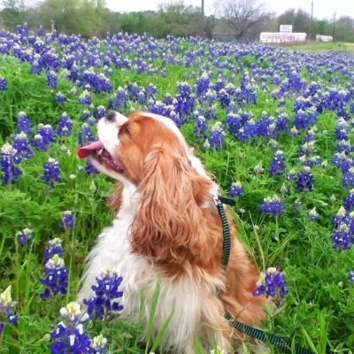 AnnietheTweetie's profile picture. Christian (not nationalist).Politically Independent American. I read. Retired CPA. Big 4 Alumni.