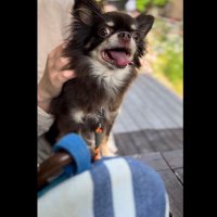 Pos (@pos_bule) 's Twitter Profile