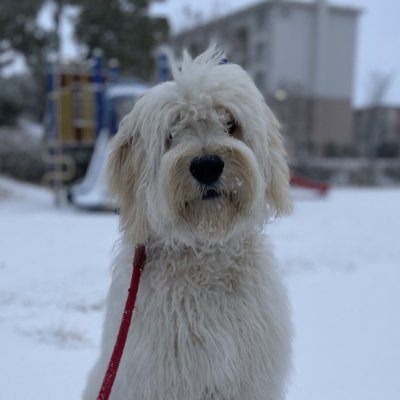 SnoopyUema's profile picture. 