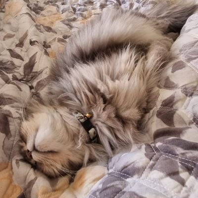 sunseasounds's profile picture. Exploring new horizons, embracing nature’s serenity, and caring for others along the way