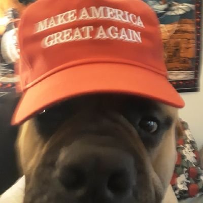 Mike_17d's profile picture. God bless America. MAGA. AMERICA FIRST. 🇮🇹 Professional wise ass