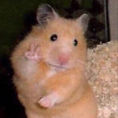 ilan_kedi's profile picture. 