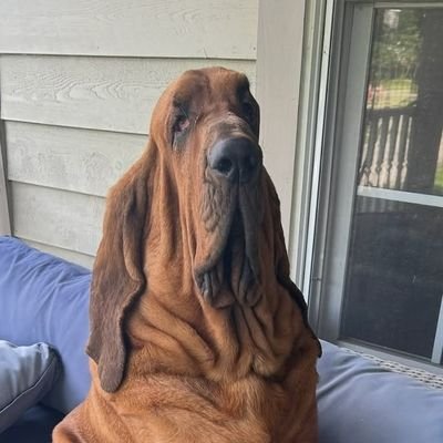 hishammajdy5's profile picture. 
