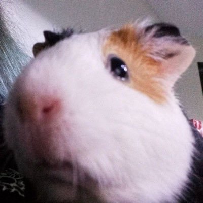 TriangularDa's profile picture. 日常を探して~✌🏻