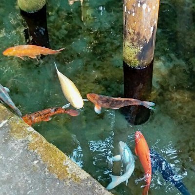 sansinsunsenson's profile picture. 自然哲学の研究家｜福岡県生まれ。神戸大学理学部中退、元民間講師。職業は施設警備員など。趣味は読書/音楽/運動など。新刊『優しさが仇となるならば』https://t.co/d3zcQK63kY 夢は彼女を連れて日光いろは坂をLEXUSでドライブすること＆ #数検1級 合格。 統合失調症。※筆名およびプライベート