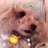 honey_bee_cute