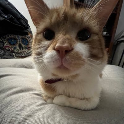 hamish Profile