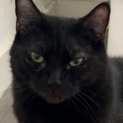 RuriSqoz's profile picture. 20 | Female | happy!! 🥰 | Icon and banner my own photography