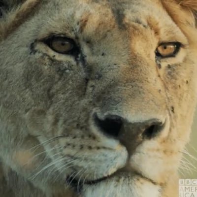 FatLeftTails's profile picture. Geh’n wir dann in Stellung, Geht es endlich los, Rufen wir: “Hurra, Hurra, zum Gegenstoss”