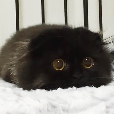 greys_pract's profile picture. 