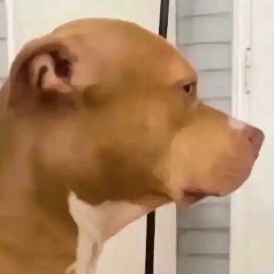 DancingBomb's profile picture. 