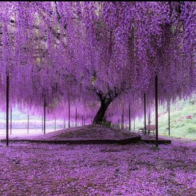 onelife628682's profile picture. #WWG1WGA  - ⭐️⭐️⭐️