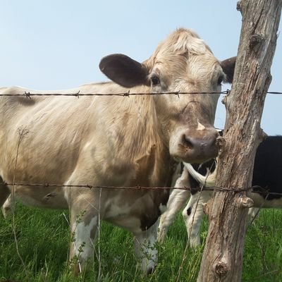 alindartist's profile picture. maga is a nazi cult.
Yes it is.