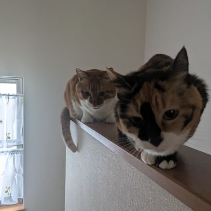 XuGEB0fLpowuRMV's profile picture. 通りかかる人たちは、みんな、僕のことを「シロ、シロ」と呼びかけてくれるけれど、
実は僕、「四郎（シロウ）」なんです。
 これからも よろしくお願いします🐕 ͗ ͗