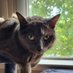 walter cat π€ oreo (@walterbestboy) Twitter profile photo walter cat π€ oreo (@walterbestboy) Twitter profile photo