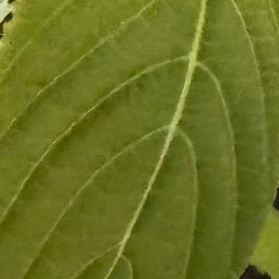 yoanoko's profile picture. もろもろした🗑️ 🐉年 雑多な日常と趣味🙃無言フォロー失礼します/ AMH1以下 橋本病 採卵①✖️→採卵② 凍結→移植①🙆‍♀️ 初マタ 👧🏻８月末出産/無痛/🩵🤍