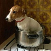 voce deveria ter um cachorro (@tenhacachorro) 's Twitter Profile Photo