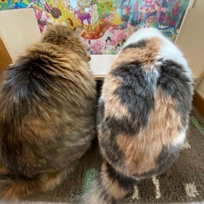 MT@ふあん民🐈🐈さんのプロフィール画像