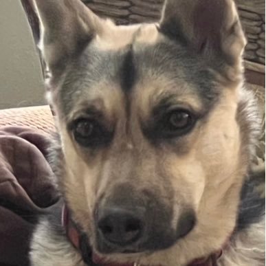 DdgrBluLakr2's profile picture. US Navy vet. 2A, 1A . Deplorable garbage. Trump 2024. #MAGA