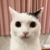 カトラー・猫 (@a2_ziq) Twitter profile photo カトラー・猫 (@a2_ziq) Twitter profile photo