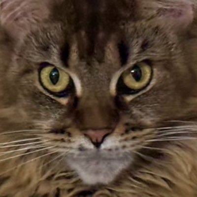 Koshkinsk's profile picture. Опасные места меня не пугают