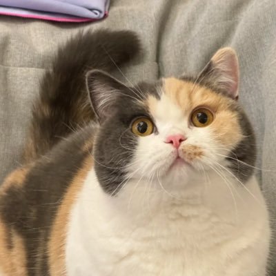 moacheese's profile picture. 투모로우 바이 투게더 내일도 함께하자 ✨ TXT and DAY6 enjoyer