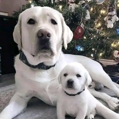 AClayotn's profile picture. Alice Clayton