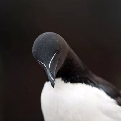 @abadialjohar1