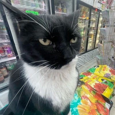 danoninoplayer's profile picture. 15… i play osu