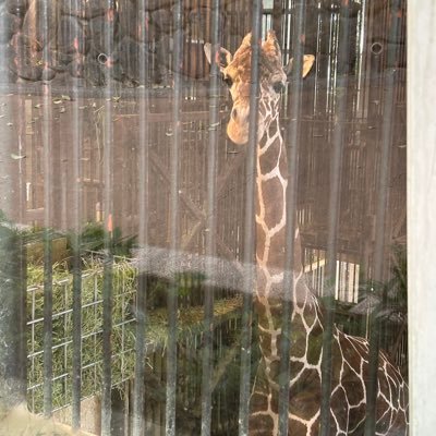 wakarimasu_99's profile picture. 舞台・ライブ・イベント垢🦒