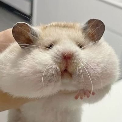 NekomSama's profile picture. 