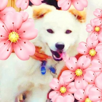 香害なんとかならんかな。無知は罪。買い物は投票。全て繋がっている。みんなが優しい世界になりますように。
INTJ疑惑
🍀読書 植物 動物大好き 尊敬する人 ポチパパ🍀
🌸どんな考えの方でもフォロー歓迎🌸
🌸何でも知りたい何でも聞きたい🌸
DMの返信は出来たり出来なかったりします。
