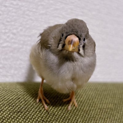 в;さんのプロフィール画像
