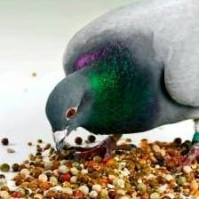 zolfjustice's profile picture. wife, mother, leninist || HRT 27-8-24 || ireland ||
i tag my art with #zolfdrawings :)