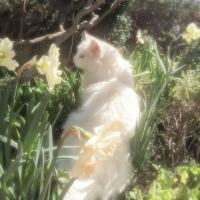 strwbrywthchoc's profile picture. 