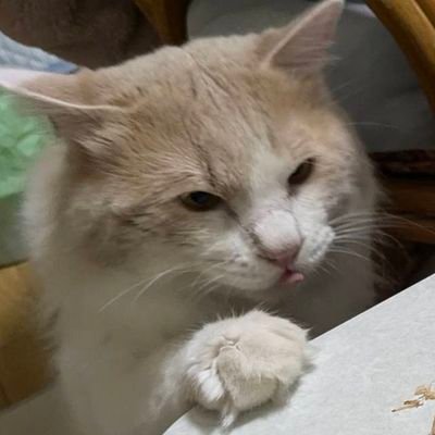 SKY_TSUDURI's profile picture. 20↑/🌈🕒→🏢/スタレ→🗡/zzz→🔦/個人V→継内マコト /猫とゲーム愛。SUZURI→ https://t.co/ZnJUpYOFrR  
BOOTH→ https://t.co/8gcZ27GK2W / ご依頼は 
@Shop_Tsuduri まで。リンクはポリ貯め日記