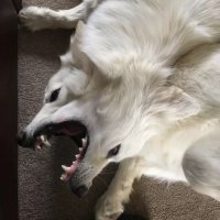 priscilla 🪽 (@skipserv) 's Twitter Profile