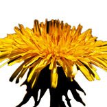 Dandelion Kenya (@dandelionkenya) 's Twitter Profile