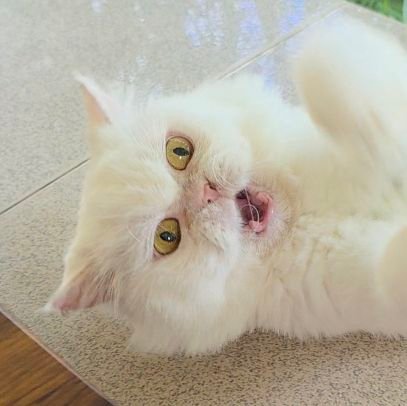 Zoranakaiiiii's profile picture. 