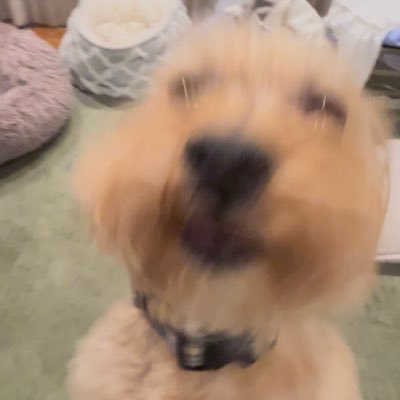 mu46334579's profile picture. 🐱