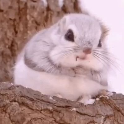 하냐さんのプロフィール画像