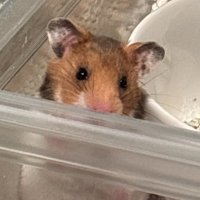 ぺあ🍐取引用@litlin読んでね (@_pear_deal) 's Twitter Profile