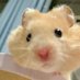 sipli🐹 (@janghammie) Twitter profile photo sipli🐹 (@janghammie) Twitter profile photo