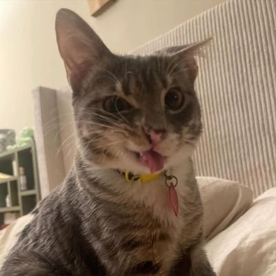 kaatanq's profile picture. twfur