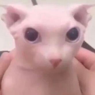 Vancis5's profile picture. discord: vancis