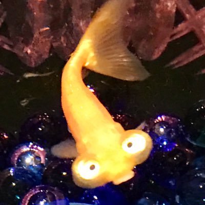 7_bluebell_7's profile picture. NFmember🐟無言フォロー失礼します/無言フォローご自由に/サカナクション/くるり/YMO/Bibio/